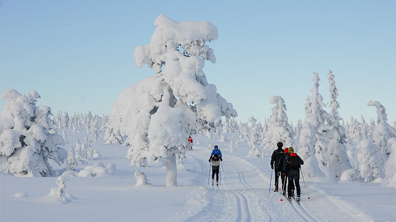 Skiløyper i Hamar-regionen